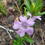 Twinflower, Snakeherb-Dyschoriste oblongifolia