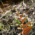 Leather Fern--Acrostichum danaeifolium