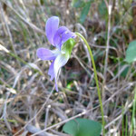 Violet, Florida-Viola affinis