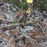 Rabbit Bells--Crotalaria rotundifolia