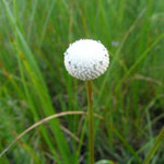 Pipewort, Tenangle--Eriocaulon decangulare