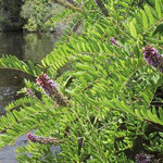False indigo-Amorpha herbacea