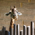 the giraffe is thinking: My little dear, what are you doing down there?