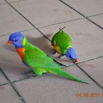 Bunte Papageien (coloured parrots)