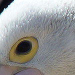 To which bird belongs this eyes?