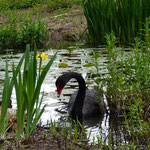 Black Swan (Schwarzer Schwan)