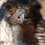 ein Emu, Was guckst du? (an Emu, What 're you looking?)