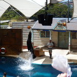 The Seal Show..... amazing animals