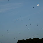 Right after the sunset, the flying foxes flew in the nightfall