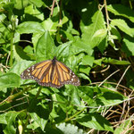 The lordly Monarch Butterfly (they fly over thounds km´s to come to N.Z. to lay their eggs on a special plant which grows only in N.Z.) Unbelievable
