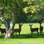 Deers are curious what we were doing next.....