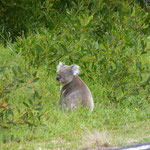 Koala next to the street