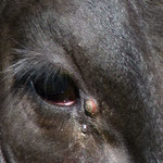To which kind of animal belongs this eye? Do you know it?