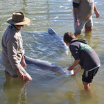 Dolphin feeding in Tin Can Bay
