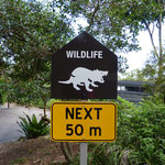 Wildlife next 50m!! Be aware of it!