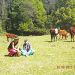 The Cows in the Backround