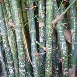 many Lovers wrote here inside the bamboo sticks