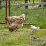 free range chickens, real good eggs and of course meat! :)