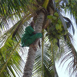 Der nette Poolbursche hat uns eine Kokosnuss vom Baum geholt (The nice guy cut us some coconuts form the tree)