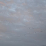 Birds flying in a row