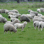 Sheeps over sheeps