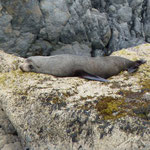 A seal is lying unhurried on the rock
