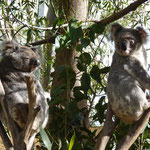 suesse Koalas (cute Koalas)