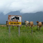 BEWARE OF US! We like to hit/tup the cars! Regards, the cows