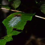 a very beautivul caterpillar