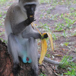 so ein frecher Affe, hat einfach die Banane gestohlen (naughty monkey, he stole the banana...)