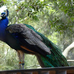 What a beautiful peacock!