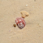 some beautiful shells...