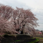 中浦和の桜