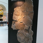 Museumsbesuch im Focus Terra ETH Zürich: Fossil Art