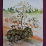 Nr 54, Hogweed, water color, 24 * 32 cm