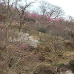 I enjoyed sweet smell on the footpath in the plum-grove.