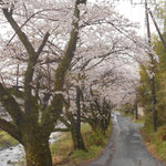 右岸には足に優しい桜の下の遊歩道があります。