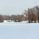 Verschneite Polderwiesen am Oderdeich. Foto: H. Gille