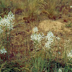 Astlose Graslilien (Anthericum liliago) in den Müllerbergen