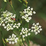 Kleine Pimpinelle (Pmpinella saxifrage) Jamikow