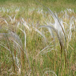 Echtes Federgras (Stipa joannis) in den Silberbergen