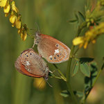 Gr0ßes Wiesenvögelchen (Coenonympha tullia)