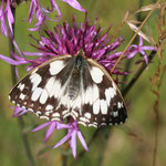 Schachbrettfalter (Melanargia galathea)