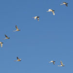 Auch Singschwäne fliegen im Keil