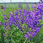 Wiesensalbei (Salvia pratensis) Im NSG Jamikower Trockenrasen