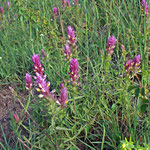 Ackerwachtelweizen (Melampyrum arvense) Schäferberge