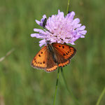 Kleiner Feuerfalter (Lycaena phlaeas)