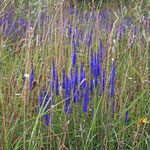 Ähriger Blauweiderich (Pseudolysichmachia spicata) Jamikow