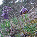 Wiesenkuhschelle (Pulsatilla pratensis ssp nigricans)
