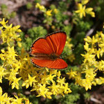 Dukaten- Feuerfalter (Lycaena virgaureae)